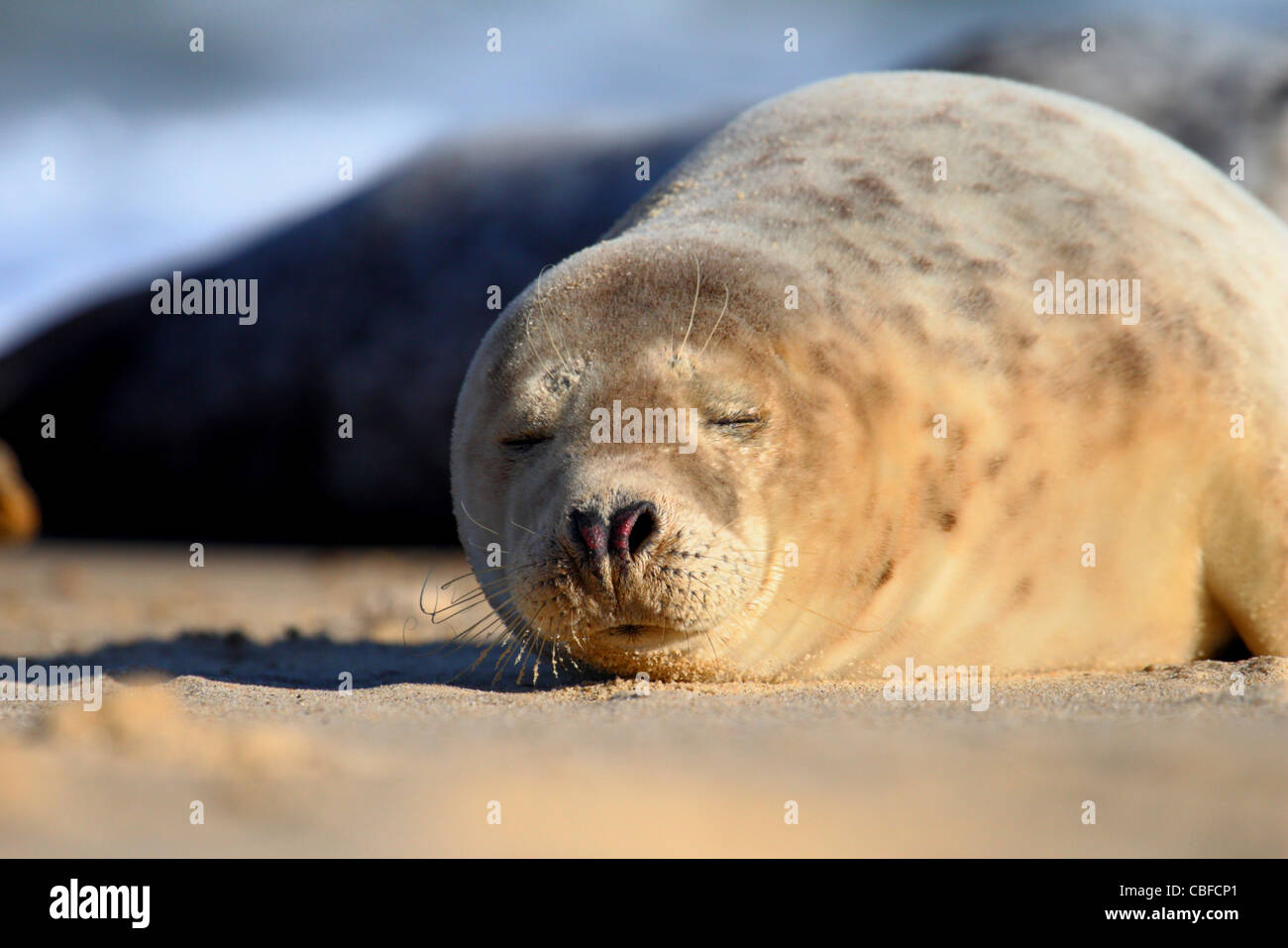 Sleeping grey seal lying on a sandy beach Stock Photo - Alamy