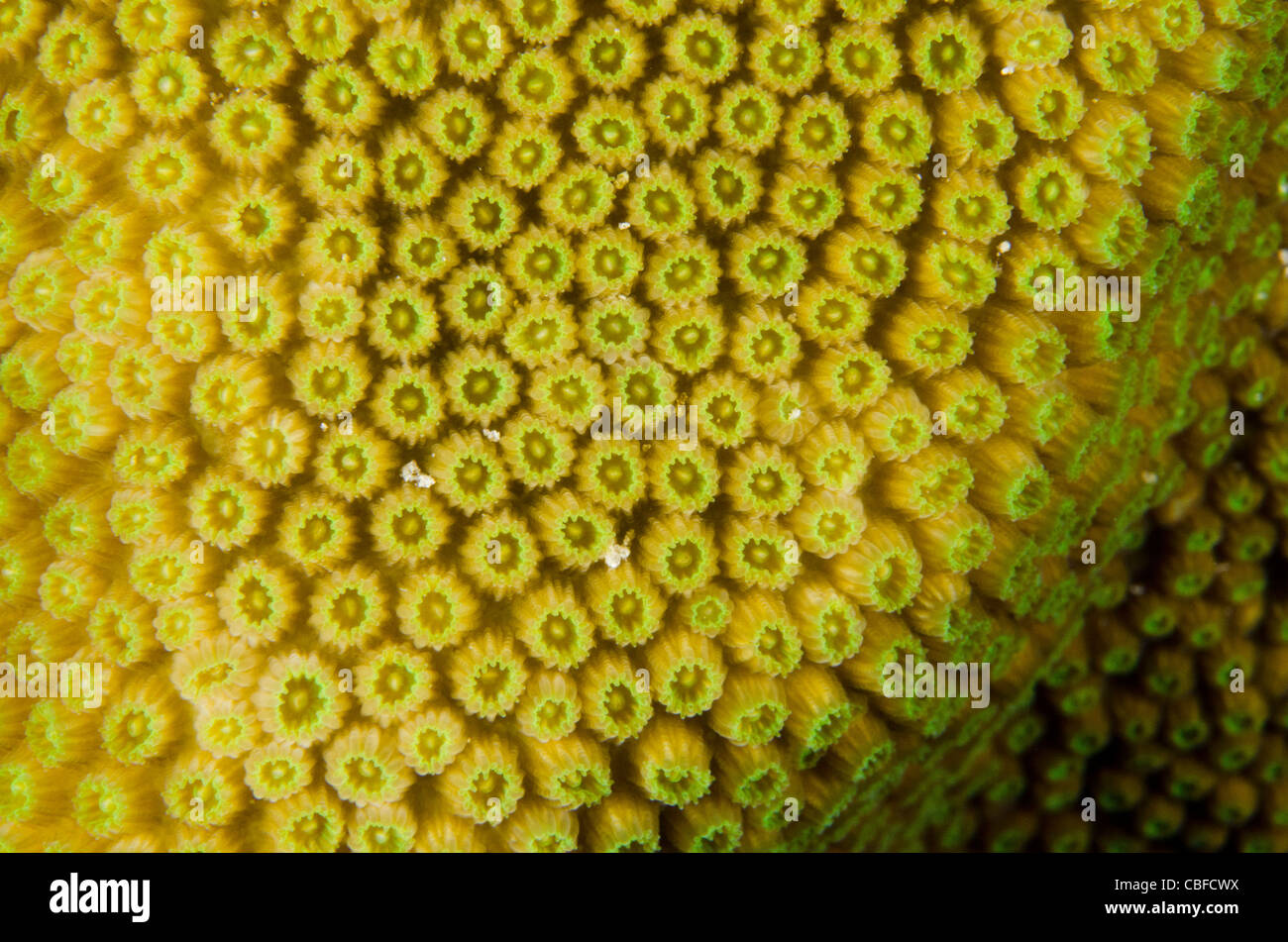 Great star coral montastraea cavernosa hires stock photography and