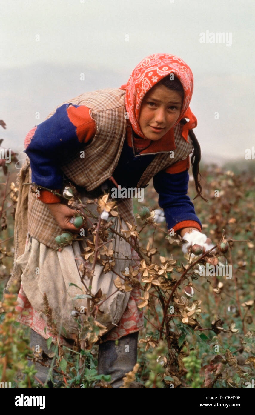 Young Tajik girl picking cotton along Tajikistan highway A385 100km southeast of Dushanbe Stock Photo