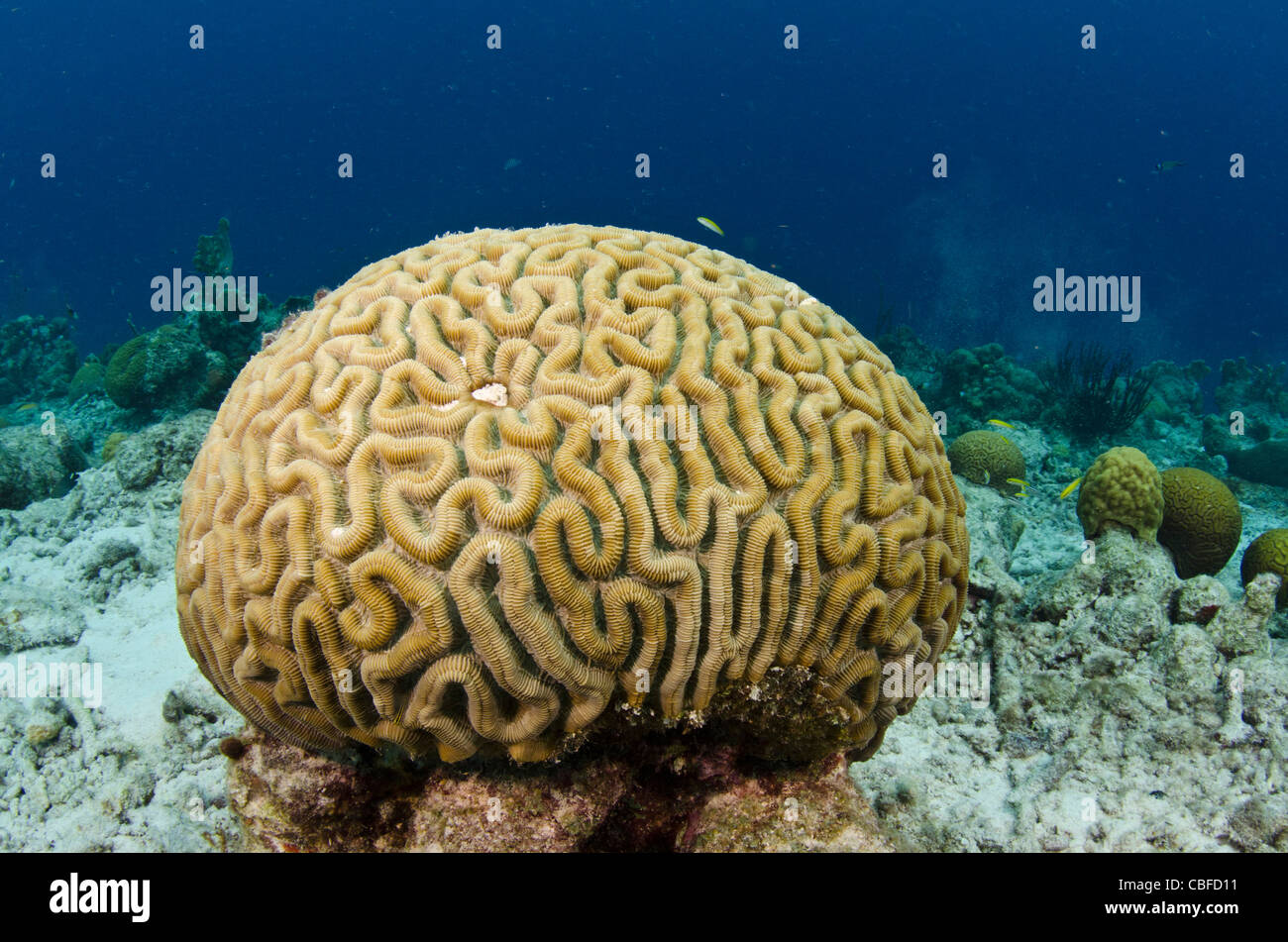 Grooved Brain Coral (Diploria labyrinthiformis), Bonaire, Netherlands