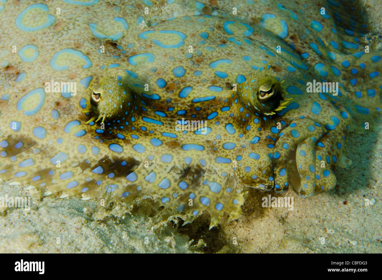 Peacock Flounder (Bothus lunatus), Bonaire, Netherlands Antilles