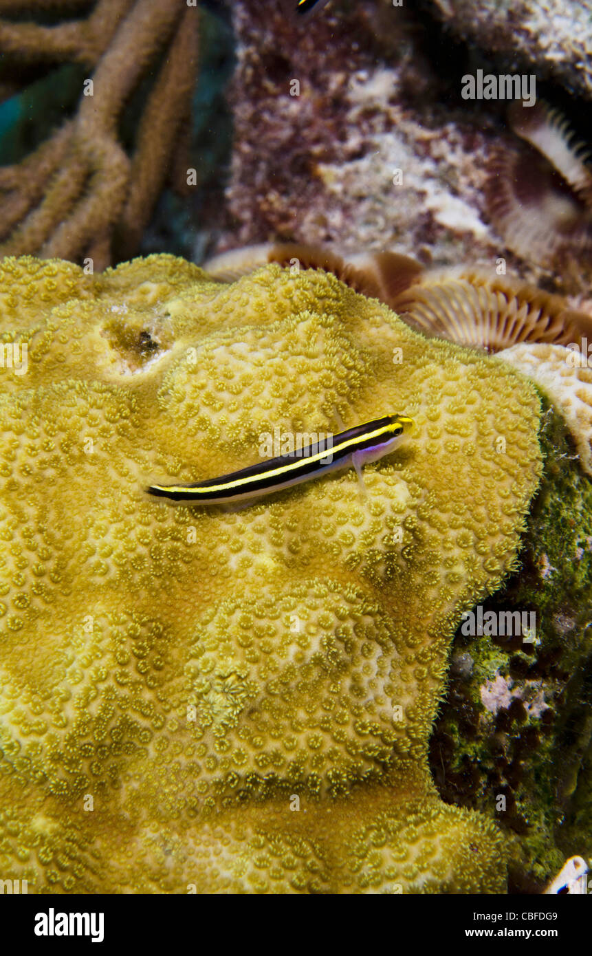 Yellownose Goby (Elacatinus randalli) & Great Star Coral (Montastraea cavernosa), Bonaire, Netherlands Antilles, Caribbean Stock Photo