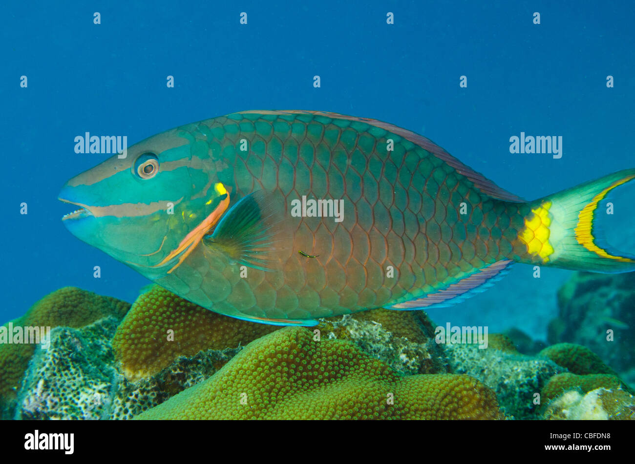 Stoplight Parrotfish (Sparisoma viride), Bonaire, Netherlands Antilles