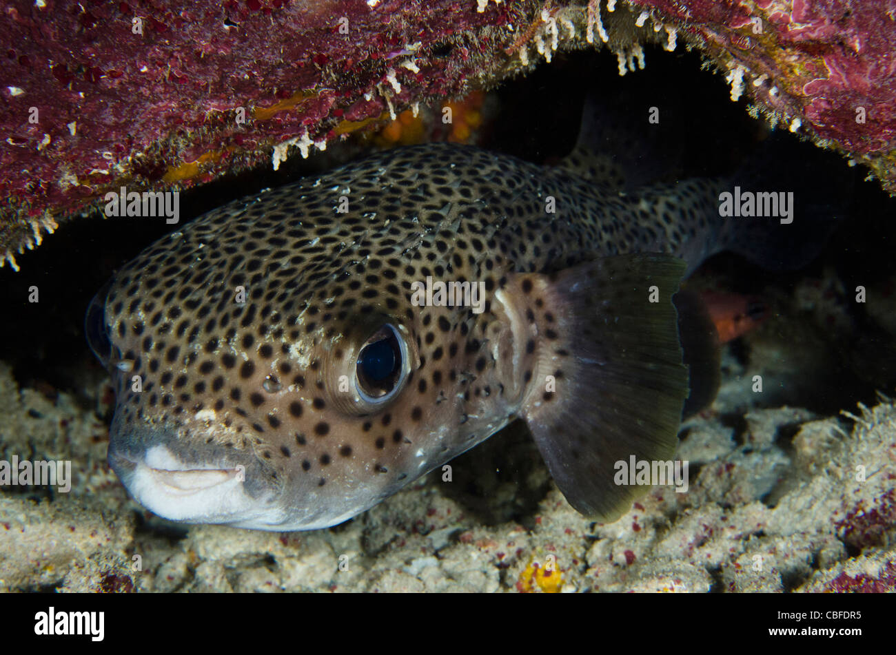 Porcupine Fish (Diodon hystrix), Bonaire, Netherlands Antilles, Caribbean Stock Photo