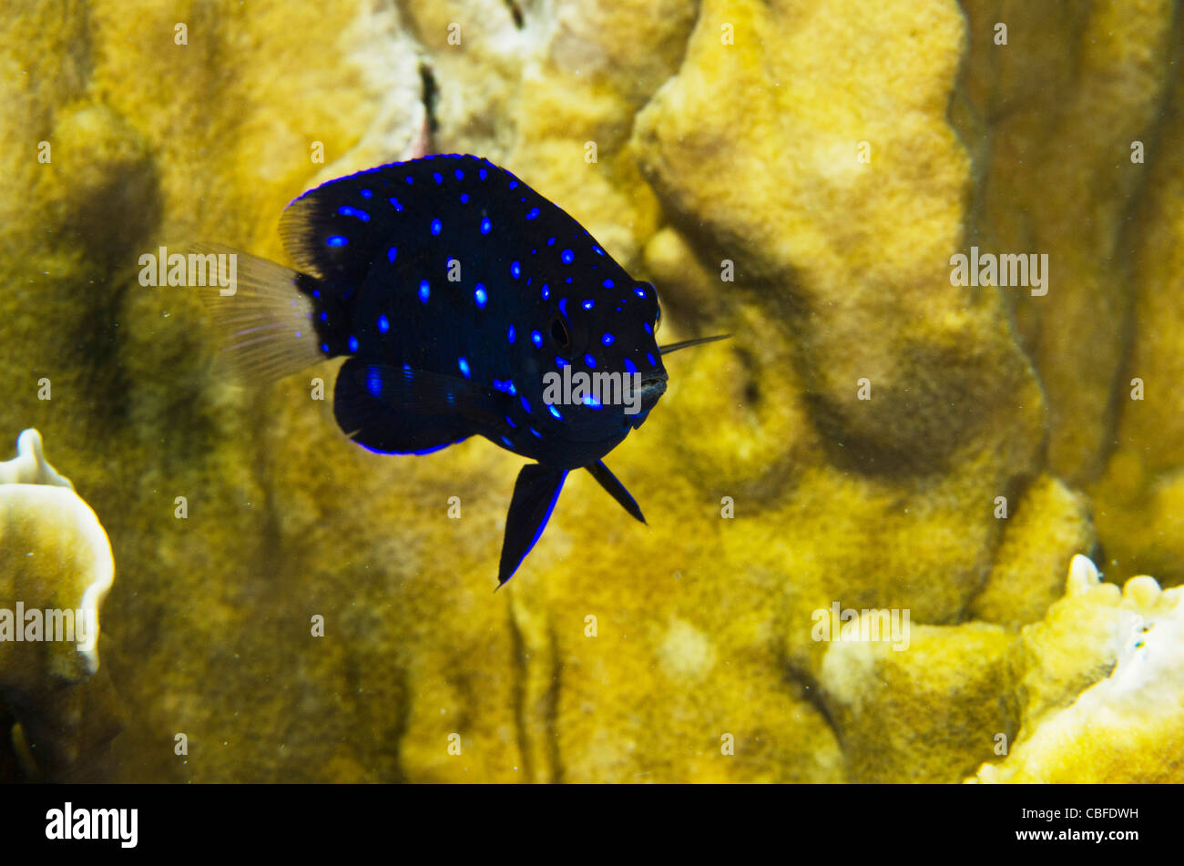 Yellowtail Damselfish Juvenile (Microspathodon chrysurus), Bonaire