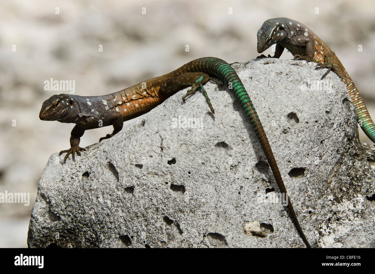 Whiptail lizard hi-res stock photography and images - Alamy