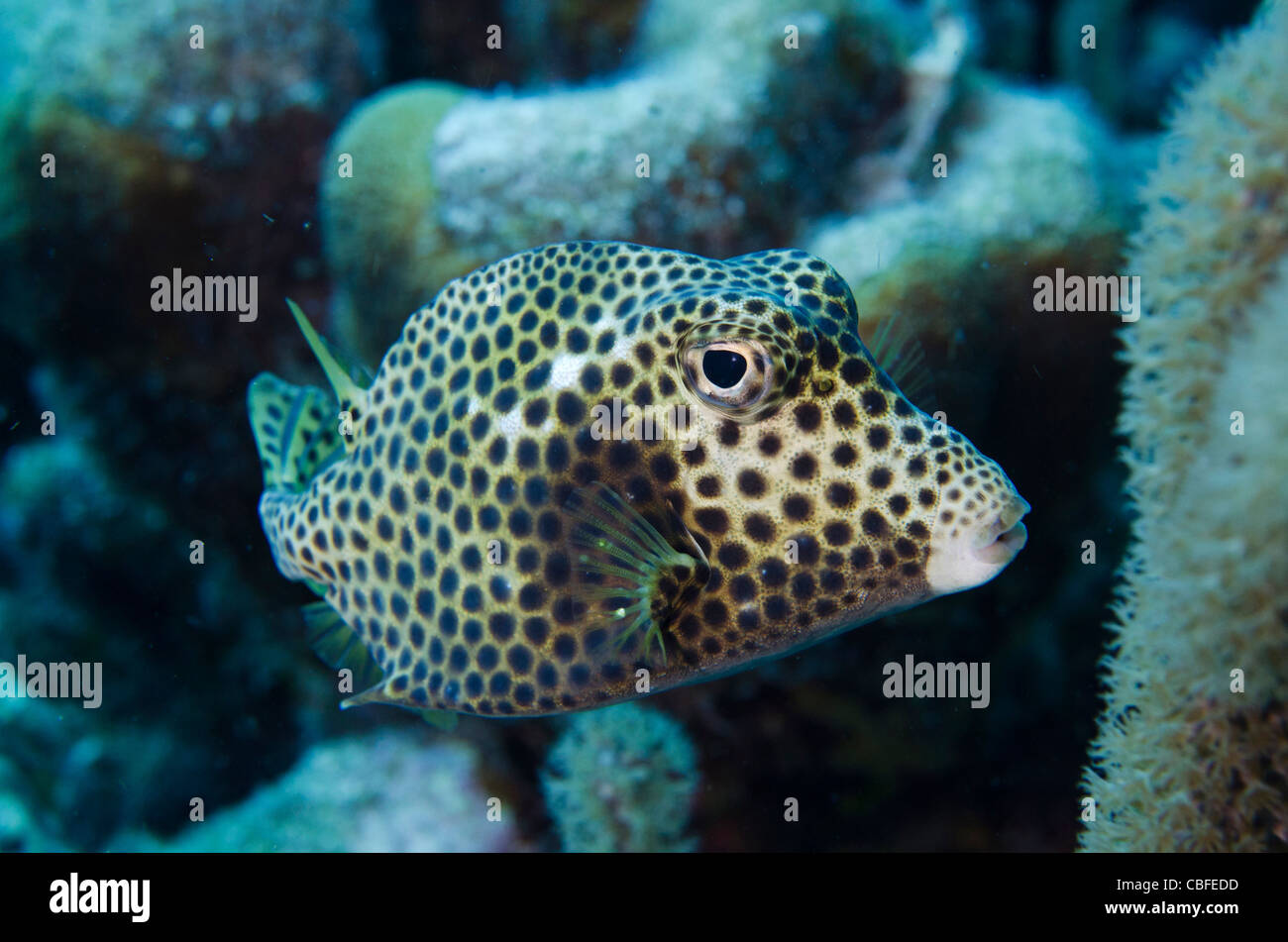 Trunkfish caribbean hires stock photography and images Alamy