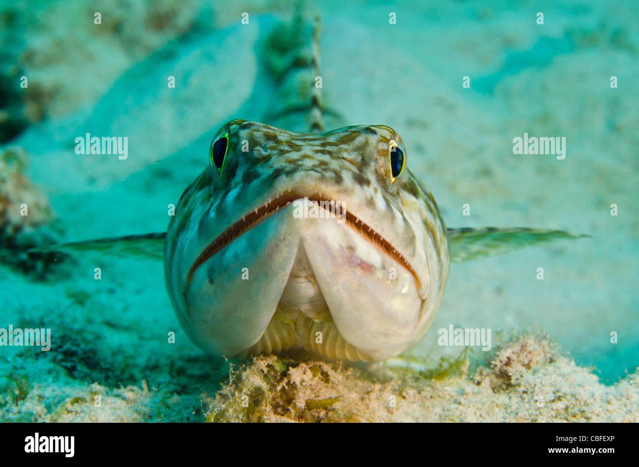 Sand Diver (Synodus intermedius), Bonaire, Netherlands Antilles, Caribbean Stock Photo