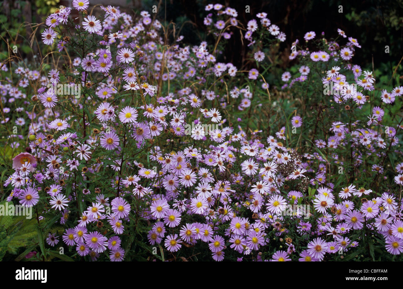 Part of clump of pale lilac Michaelmas daisies or Aster Ada Ballard growing with some blooms recent and others dying Stock Photo