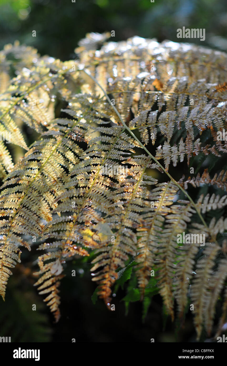 A fern in some English woodland in late summer/early autumn. Stock Photo