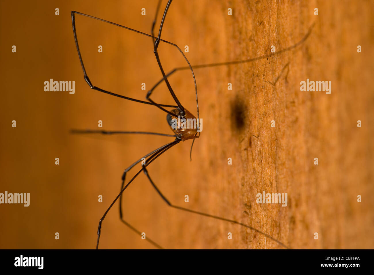 Daddy Long Legs Spider on a wood wall Stock Photo
