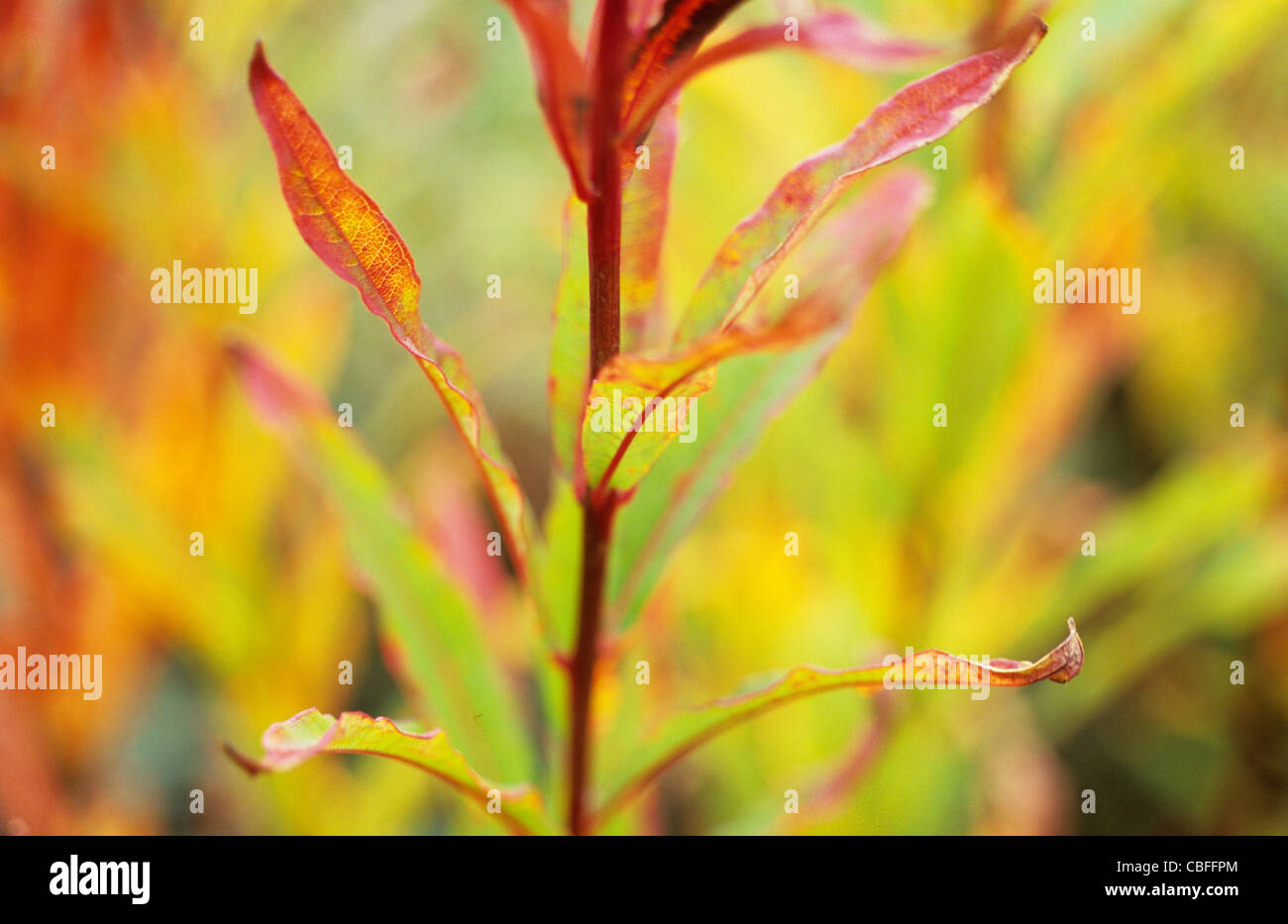 Close up of part of stem of Rosebay willowherb or Epilobium angustifolium with vivid yellow and red autumn leaves Stock Photo