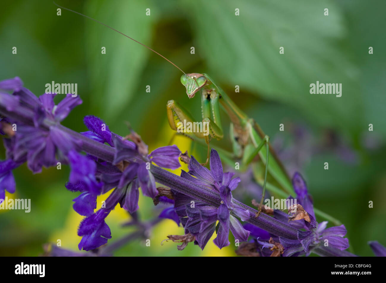 Praying Mantis, Chinese Mantis (Tenodera aridifolia sinensis) on purple flowers Stock Photo