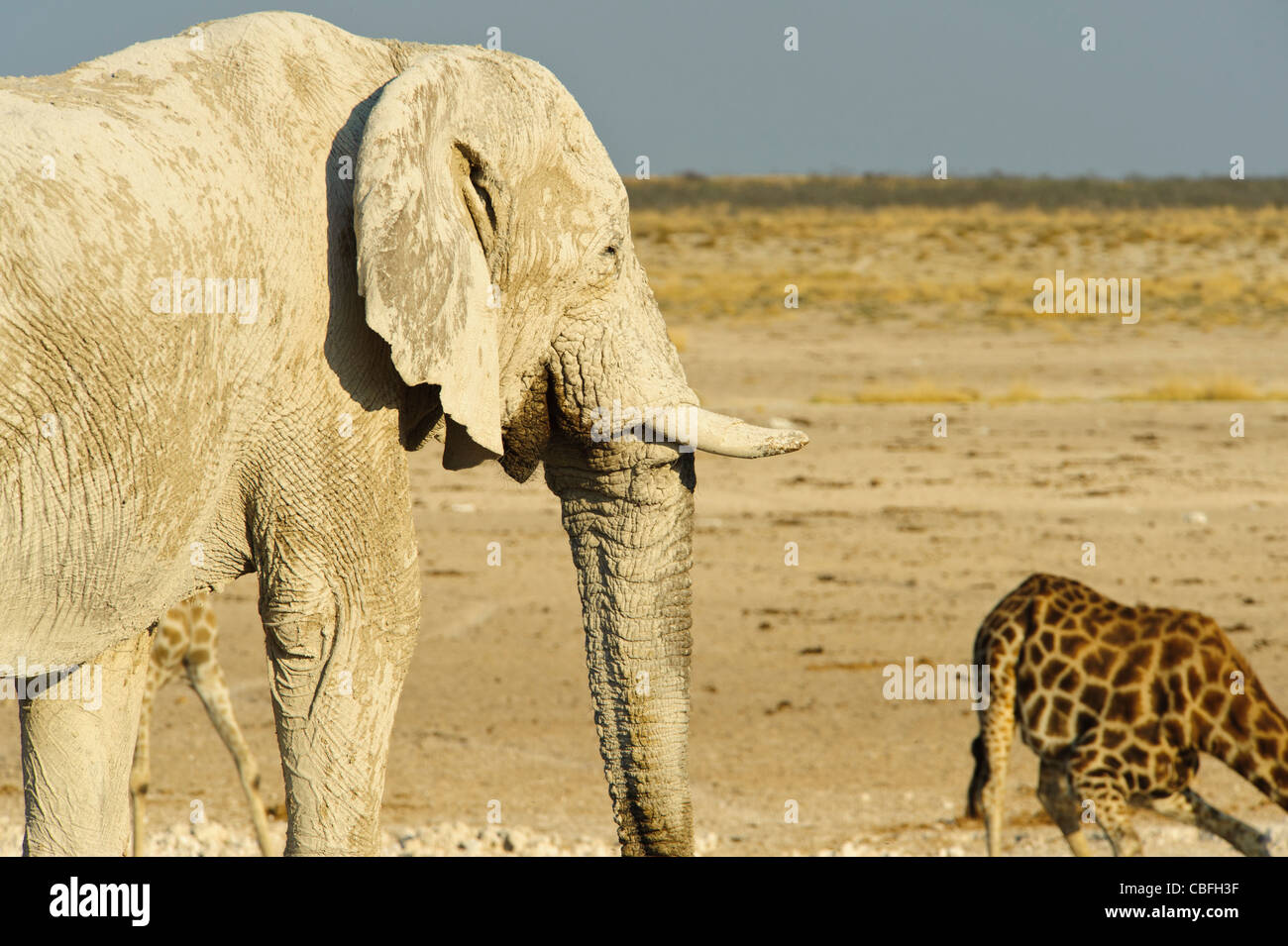 Elephant and giraffe at "Elephant Bath" water hole. Etosha National Park, Namibia. Stock Photo