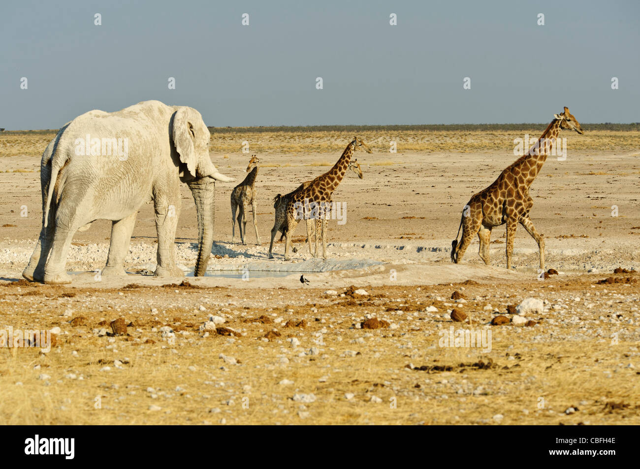 Elephant and giraffes at  'Elephant Bath' water hole. Etosha National Park, Namibia. Stock Photo