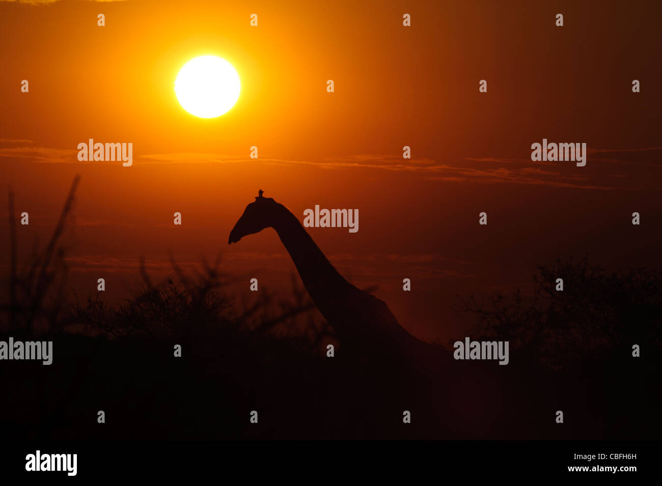Silhouette of giraffe at sunset. Etosha National Park, Namibia. Stock Photo