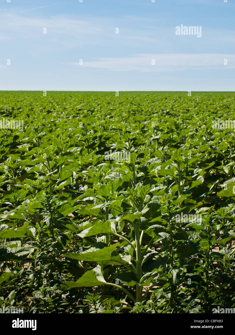 Sunflower field before bloom Stock Photo Alamy
