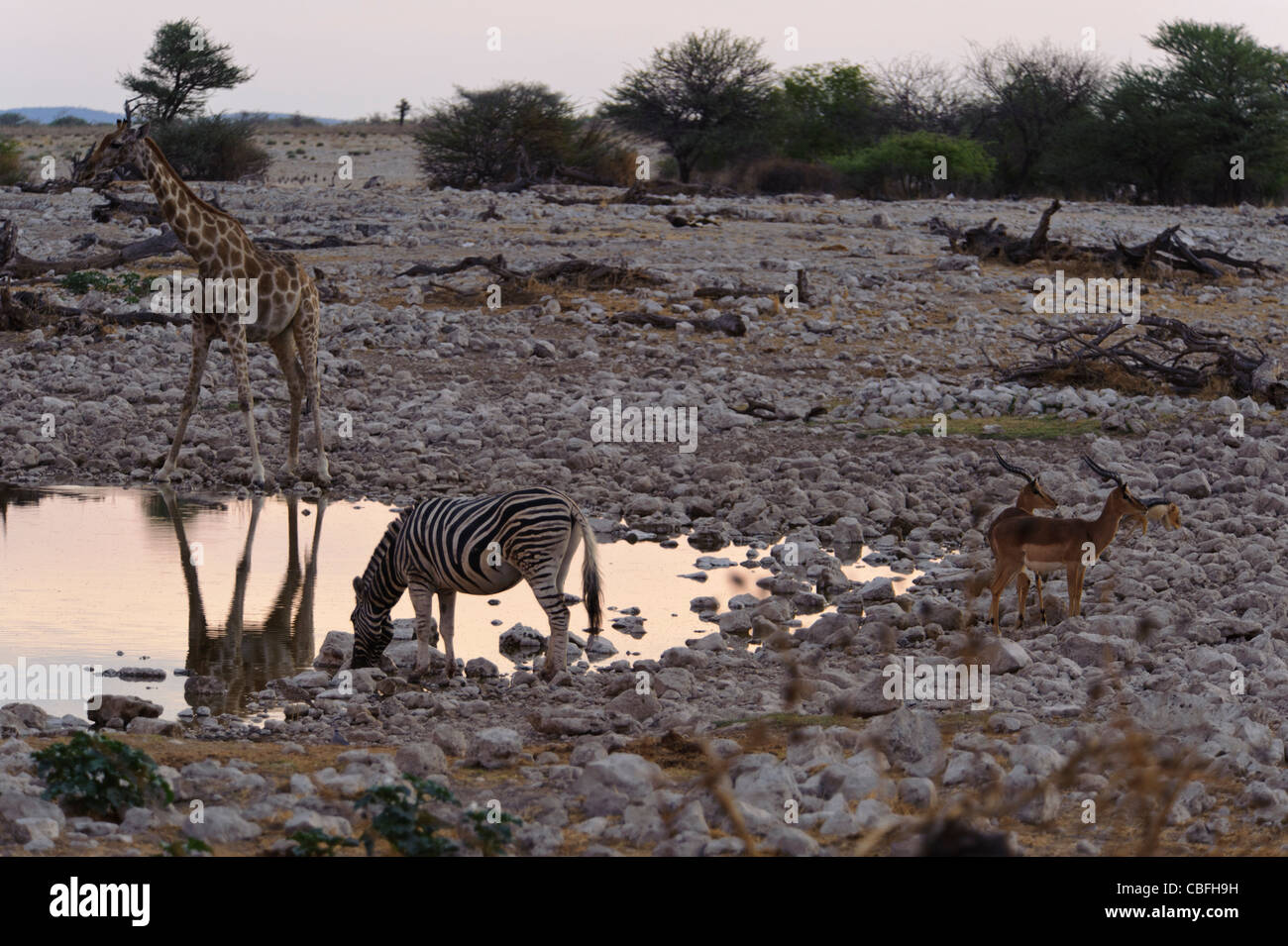 Giraffe, zebra and springboks at Okaukuejo water hole at sunset. Etosha National Park, Namibia. Stock Photo