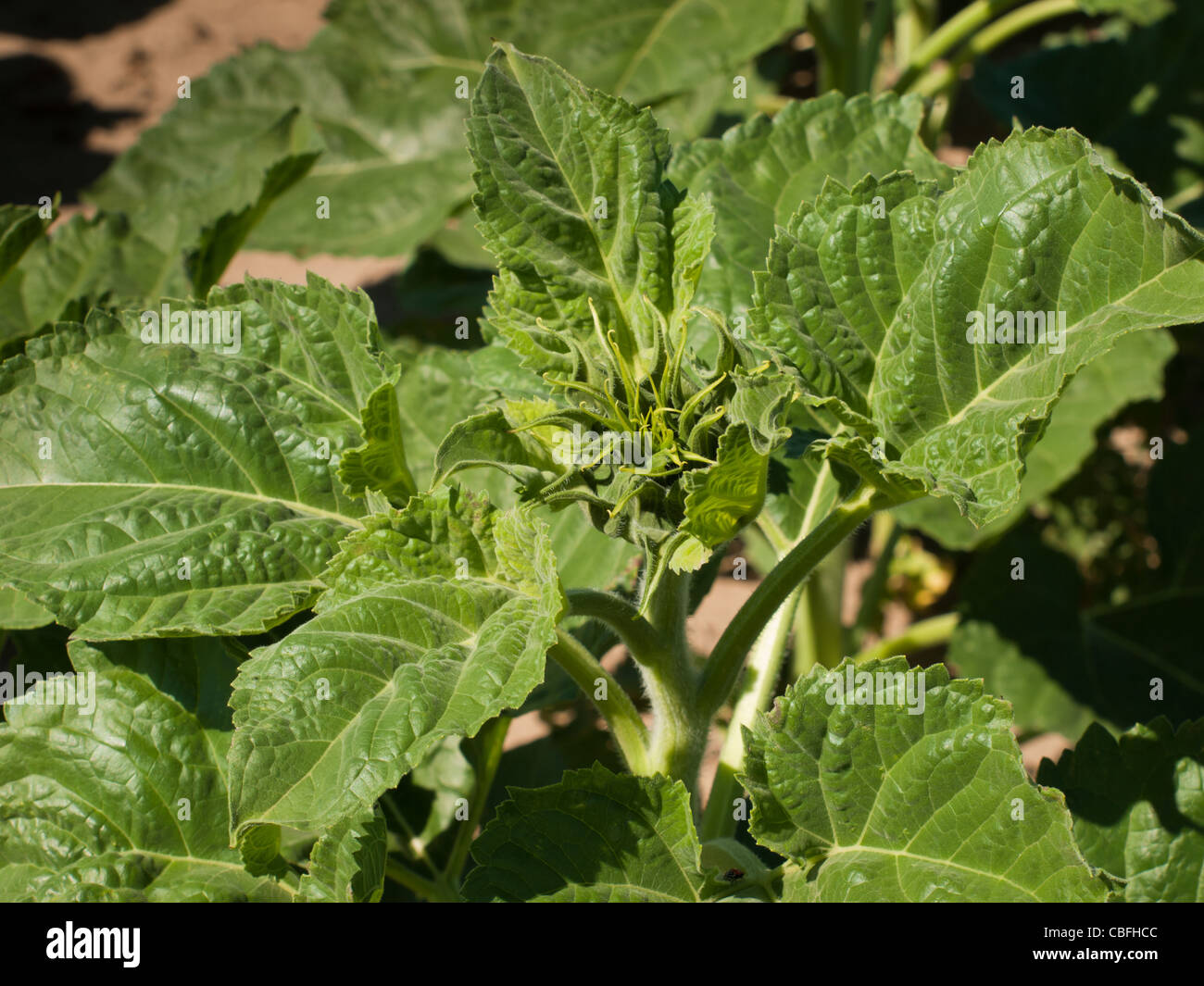 Sunflower field before bloom Stock Photo Alamy