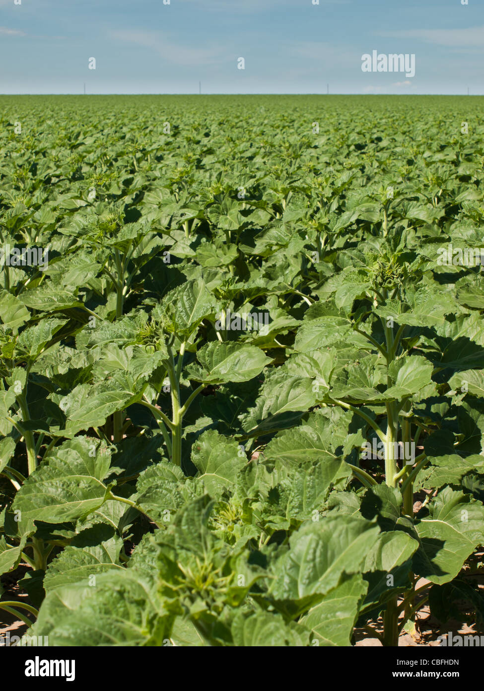 Sunflower field before bloom Stock Photo Alamy