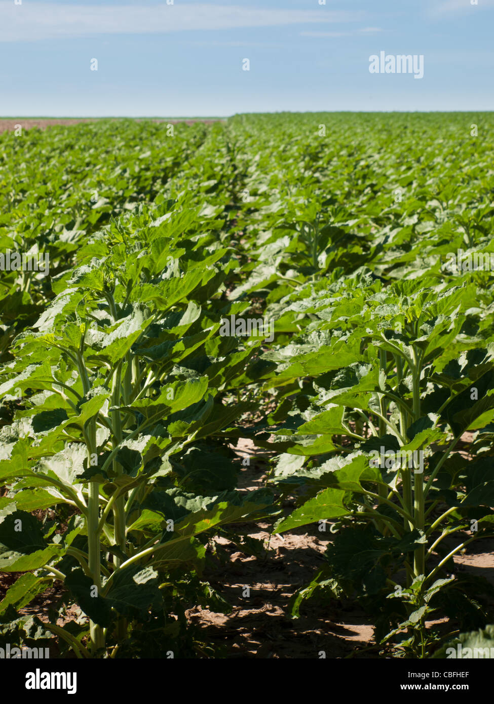 Sunflower field before bloom Stock Photo Alamy