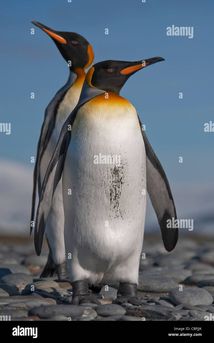 King Penguin pair, Aptenodytes patagonicus, courting behaviour, Salisbury Plain, South Georgia, South Atlantic Ocean. Stock Photo