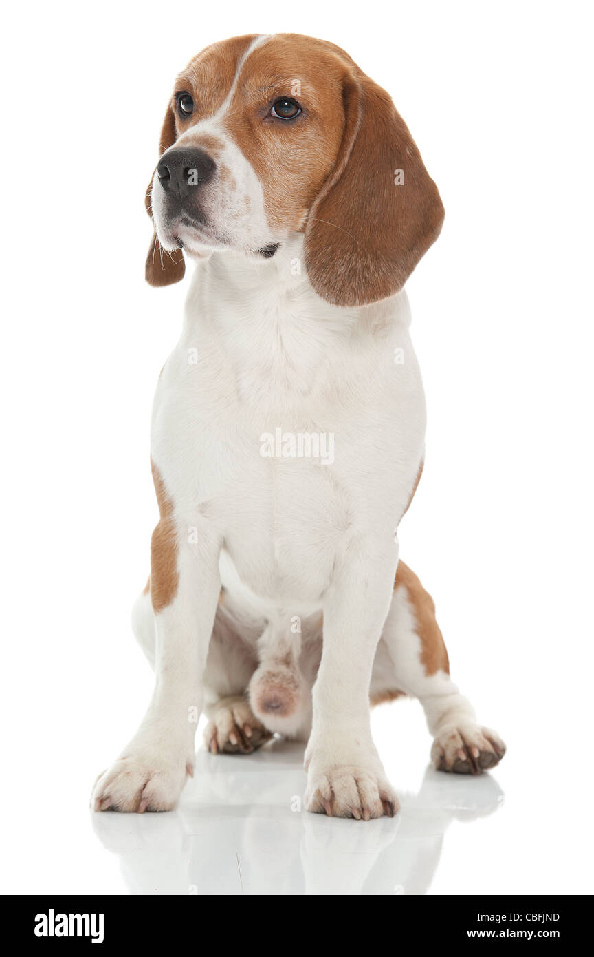 a cute dog of the beagle breed Stock Photo - Alamy