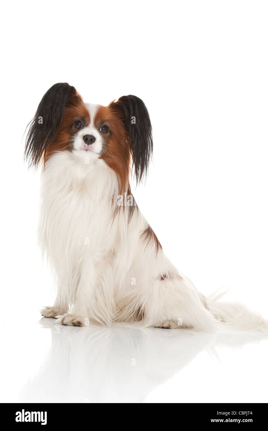 a cute little dog of the papillion breed Stock Photo