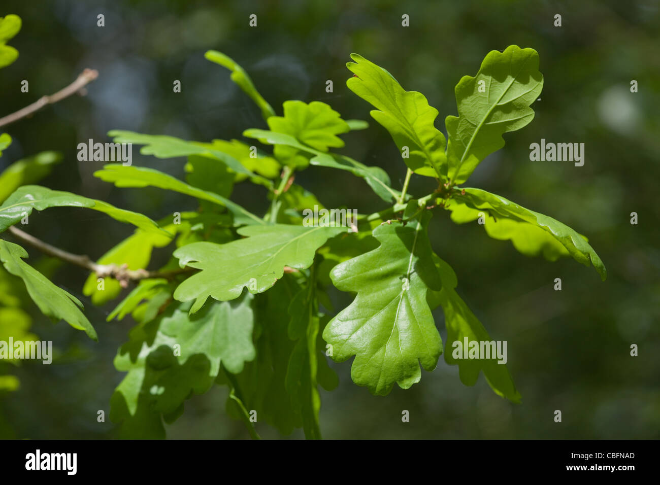 Five Lobed Shape High Resolution Stock Photography and Images - Alamy