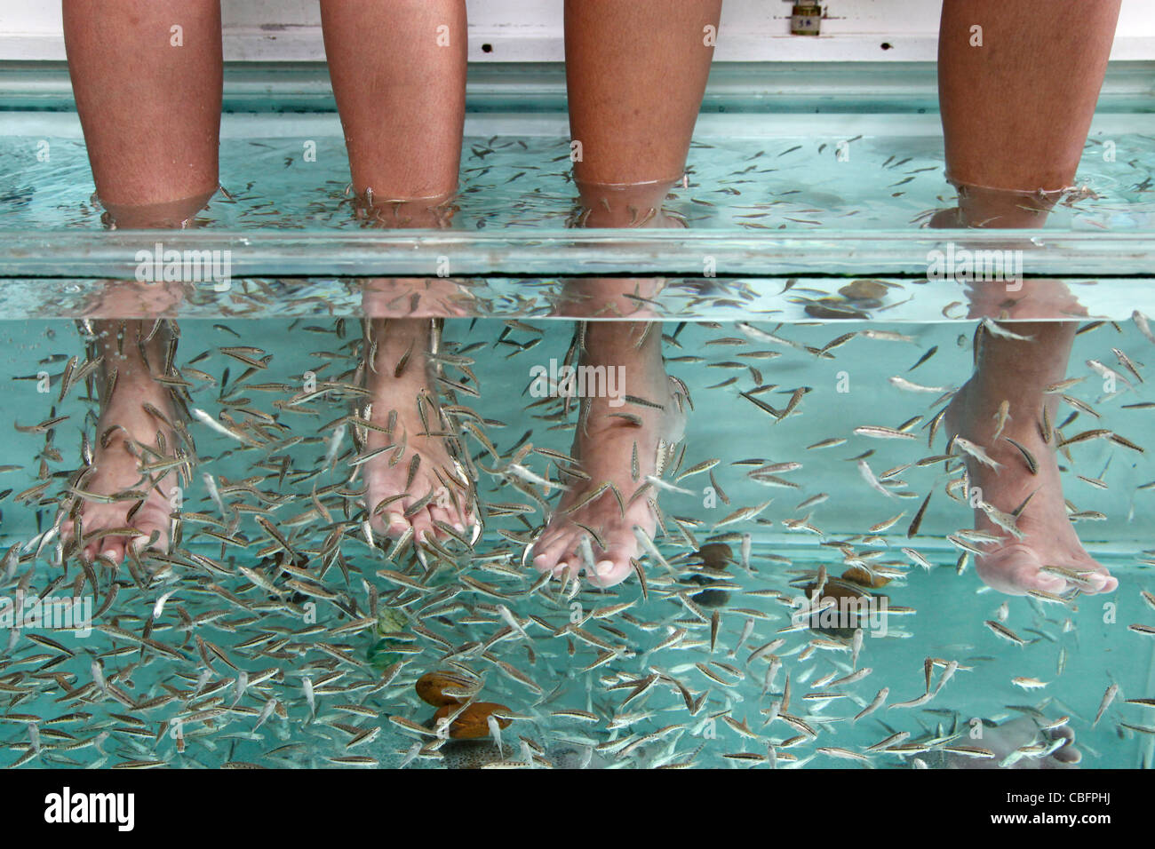 Fish spa therapy treatment showing people sitting with their feet and legs in a water tank with fish eating dead skin in Patong, Stock Photo