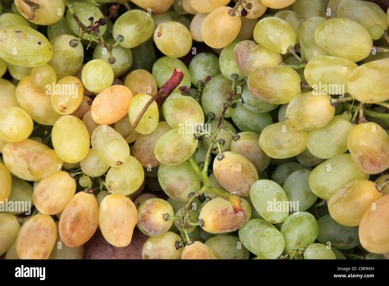 Italy, Campania, Amalfi Coast, Ravello, grapes, Stock Photo