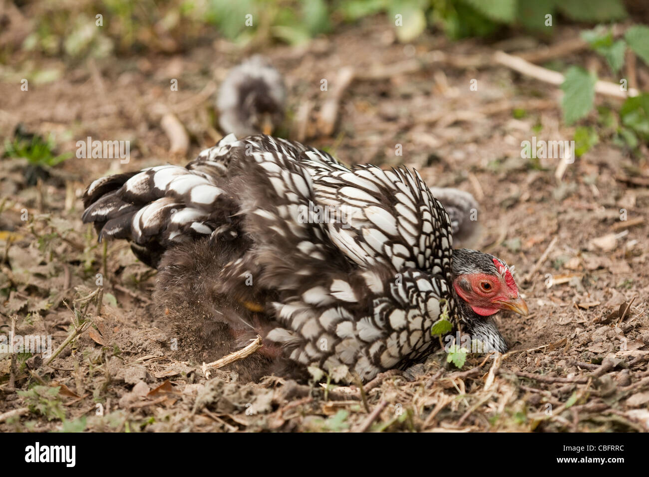 Silver-laced Wyandotte Bantam Hen (Gallus gallus). Broody, with a chick, dust bathing. Stock Photo