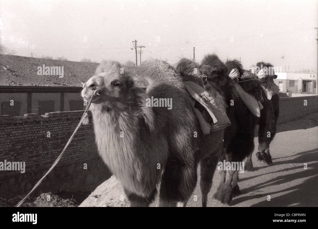 Camels loaded and waiting during 1986 in Tibet. Stock Photo