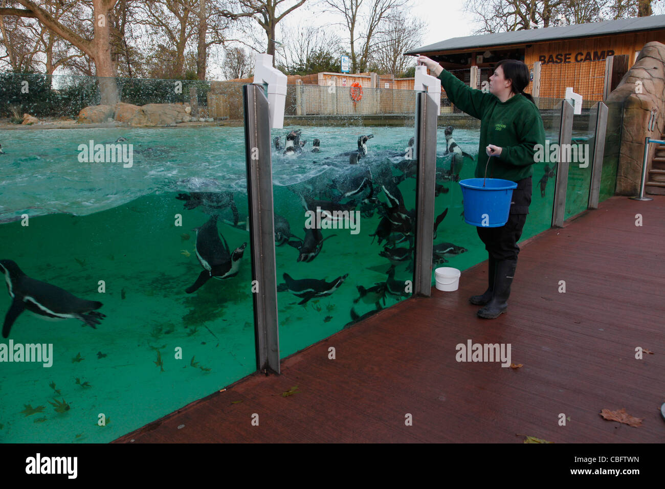 Staff feeding penguins at London Zoo, England, UK Stock Photo Alamy