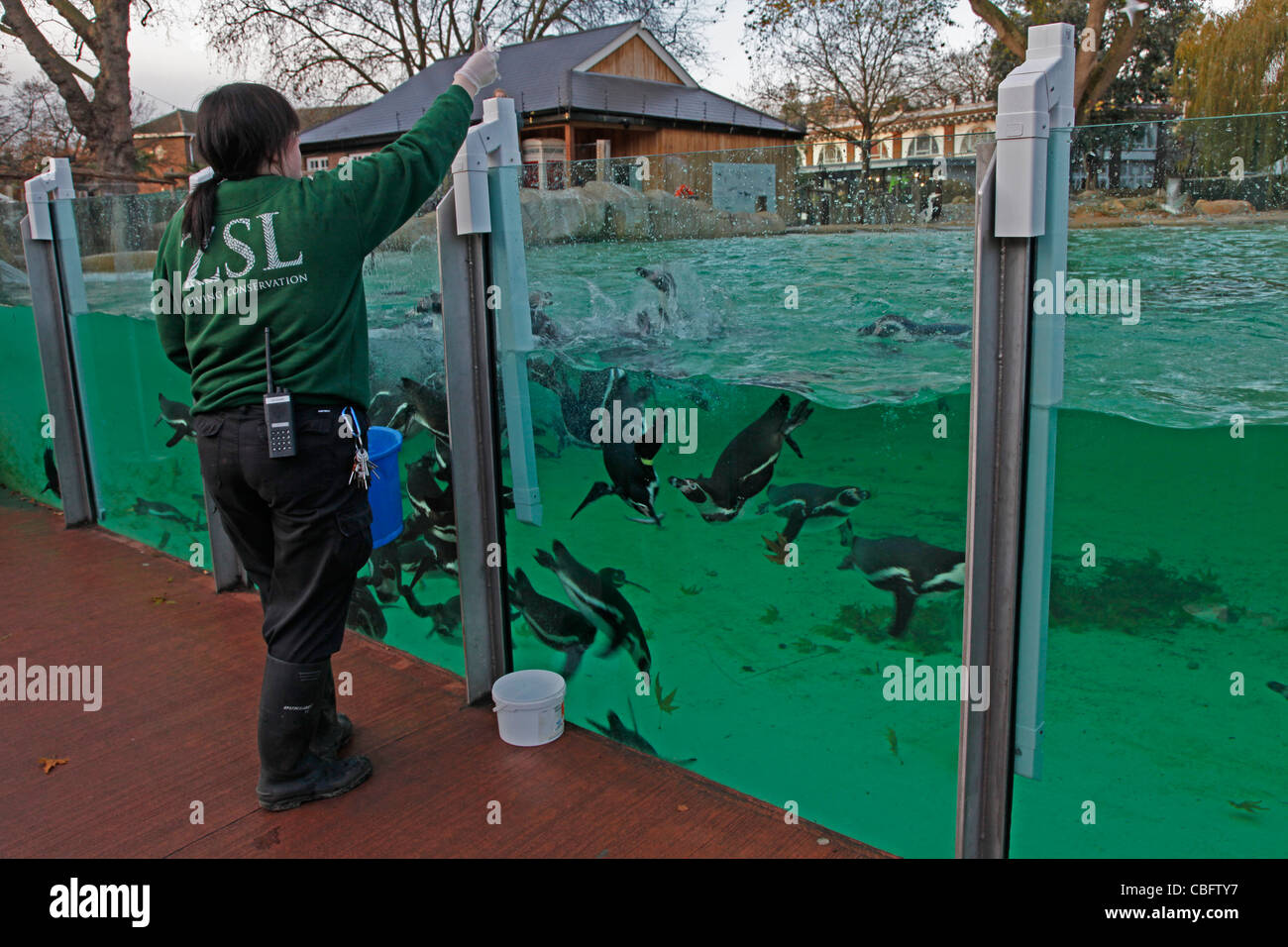 Staff feeding penguins at London Zoo, England, UK Stock Photo Alamy