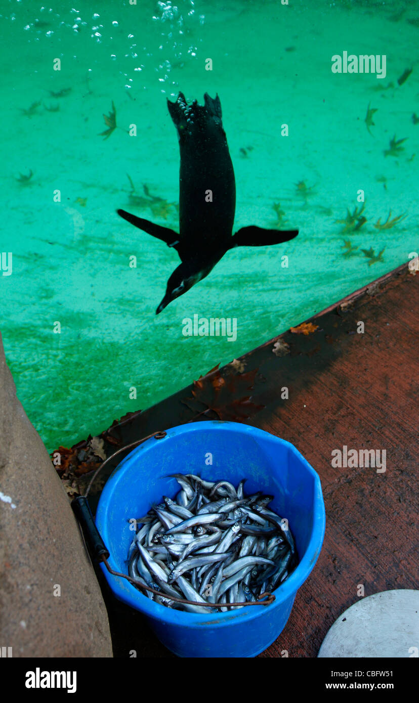 Staff feeding penguins at London Zoo, England, UK Stock Photo Alamy