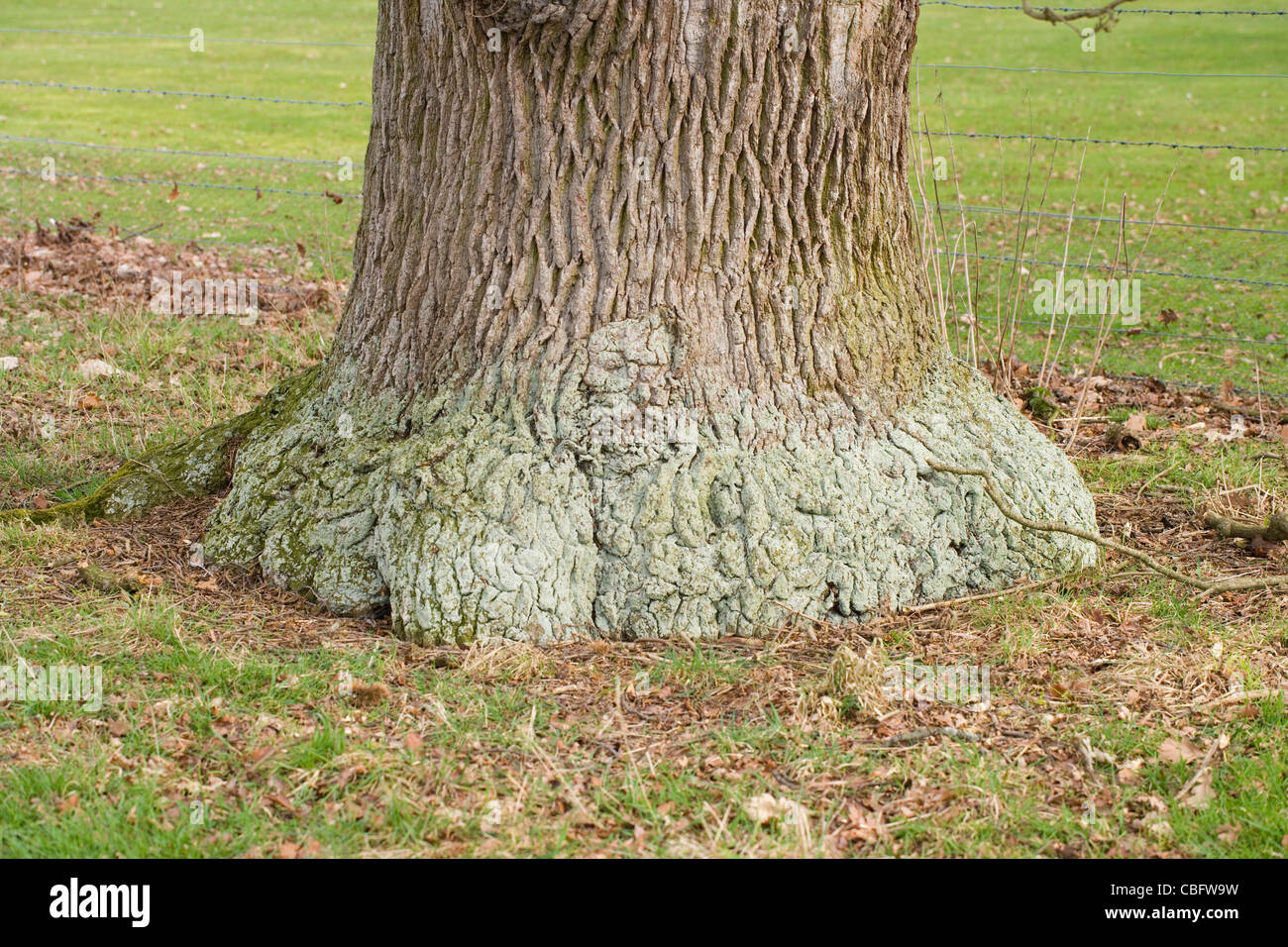English Oak (Quercus robur). Trunk or bole of a mature tree. Stock Photo