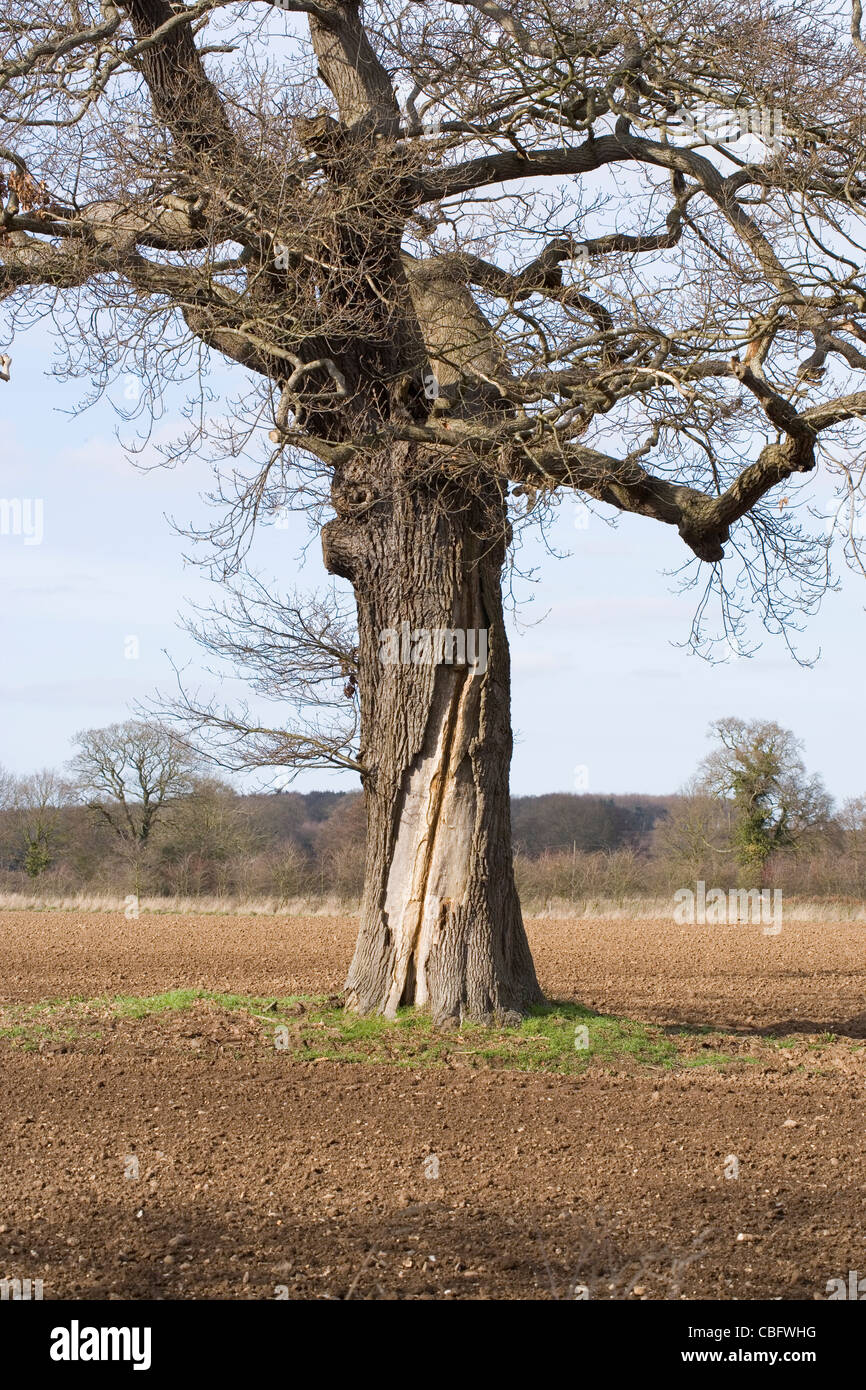 English Oak (Quercus robur). Trunk showing split caused by a lightening strike in the past. Stock Photo