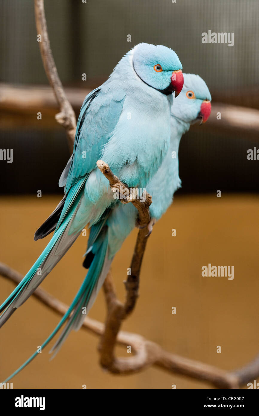 Indian Ringneck Parakeet Rose-Ringed Parakeet in close-up Stock Photo -  Alamy