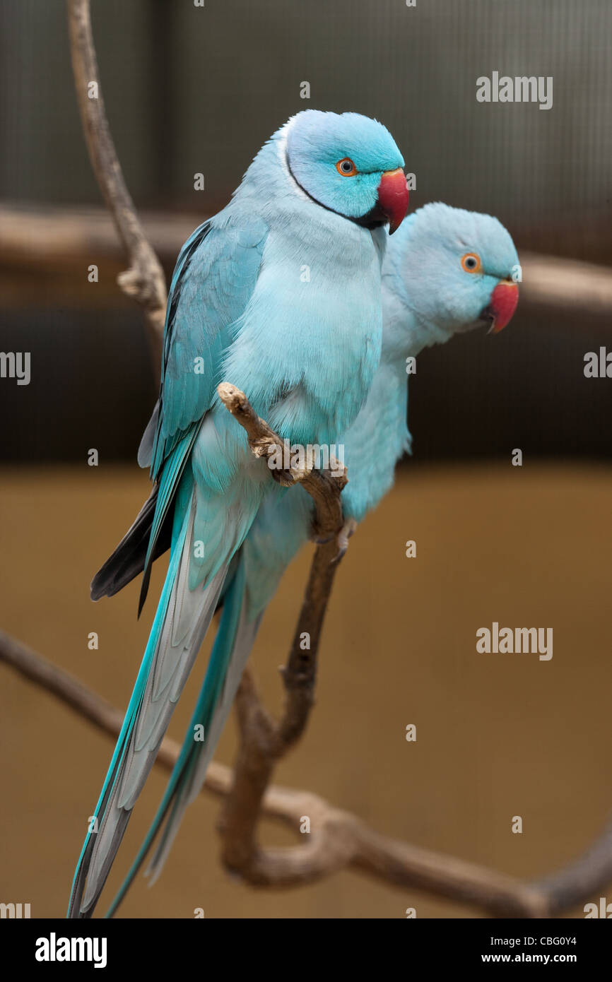 2,500+ Rose Ringed Parakeet Stock Photos, Pictures & Royalty-Free Images -  iStock | Rose-ringed parakeet, Parrot