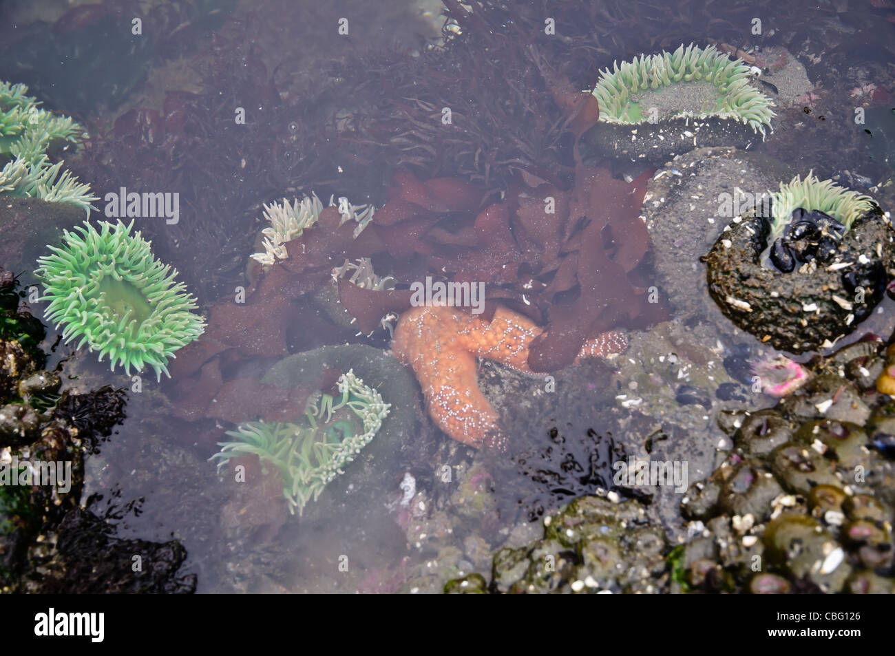 Starfish, anemone and kelp in tidal pool at low tide at beach of Olympic National Park Stock Photo