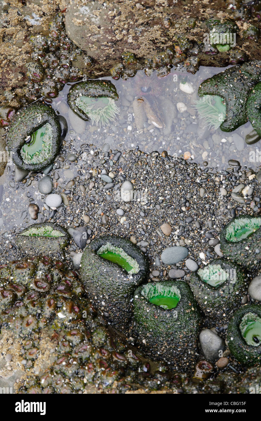 Retracted sea anemones exposed in rocky tide pool at low tide on the beach of Olympic National Park Stock Photo