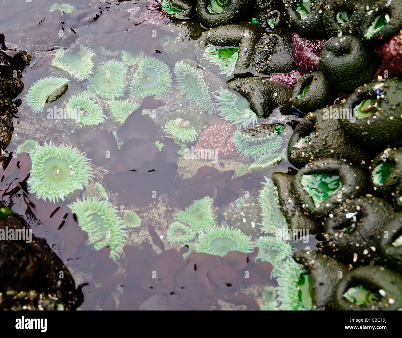 Green sea anemones and kelp in a tide pool on the beach at low tide in Olympic National Park, USA Stock Photo