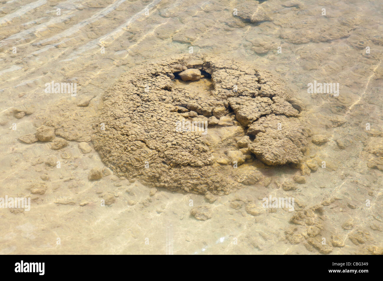 Lake Clifton Stromatolites, near Mandurah, Western Australia, WA Stock