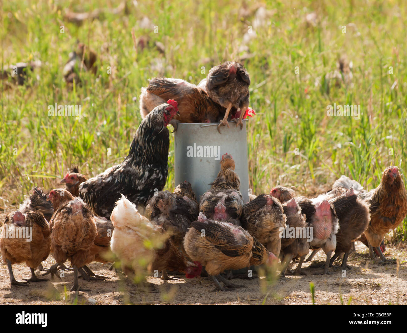 Chickens at the chicken farm in Fort Collins, Colorado Stock Photo Alamy