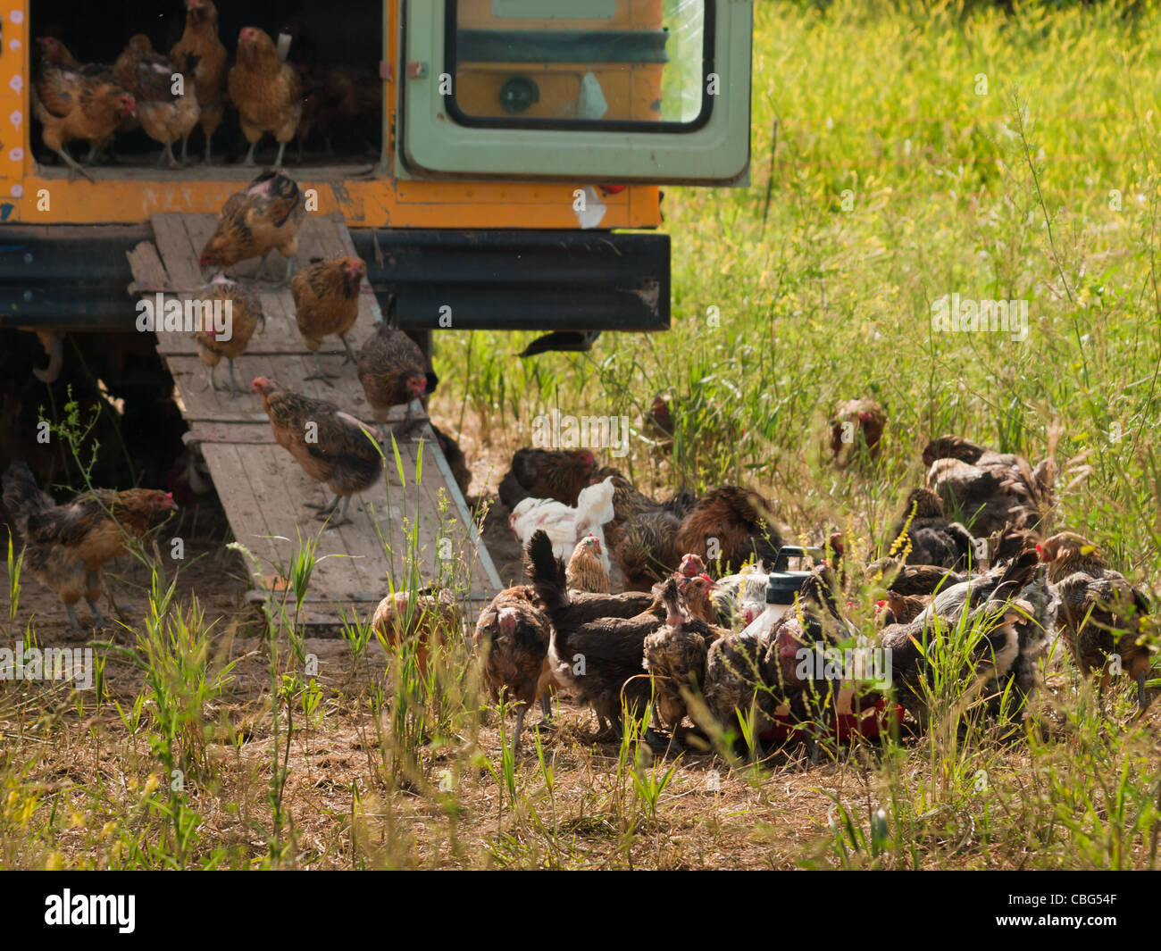 Chickens at the chicken farm in Fort Collins, Colorado Stock Photo Alamy
