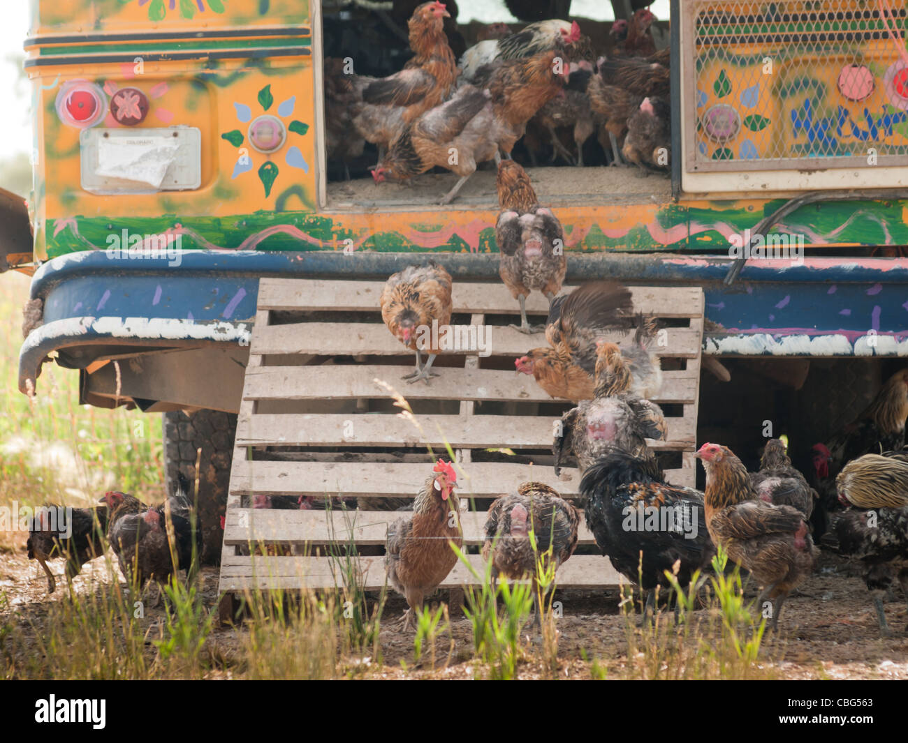 Chickens at the chicken farm in Fort Collins, Colorado Stock Photo Alamy