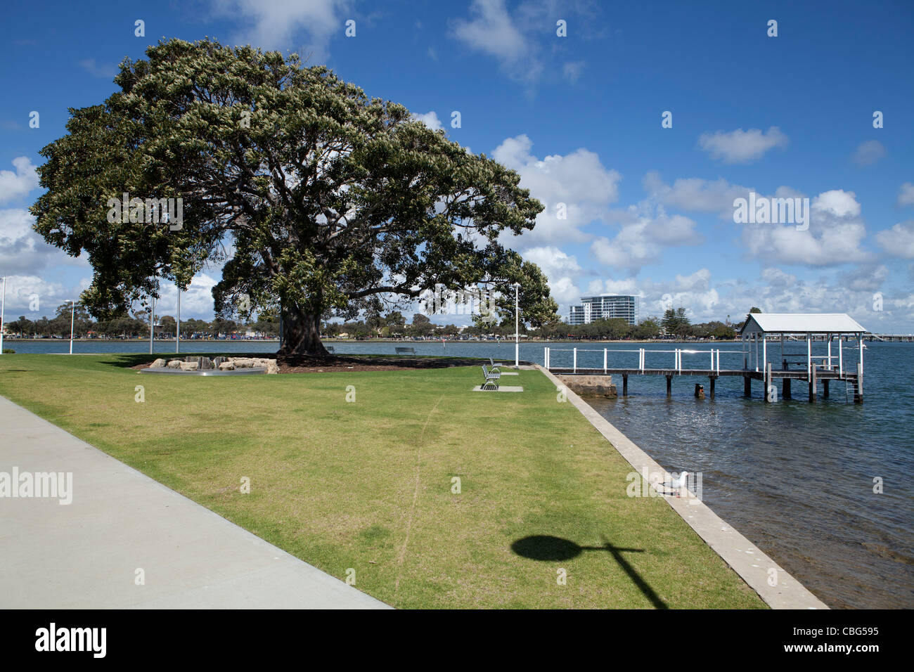 Old tree in Mandurah, Western Australia Stock Photo