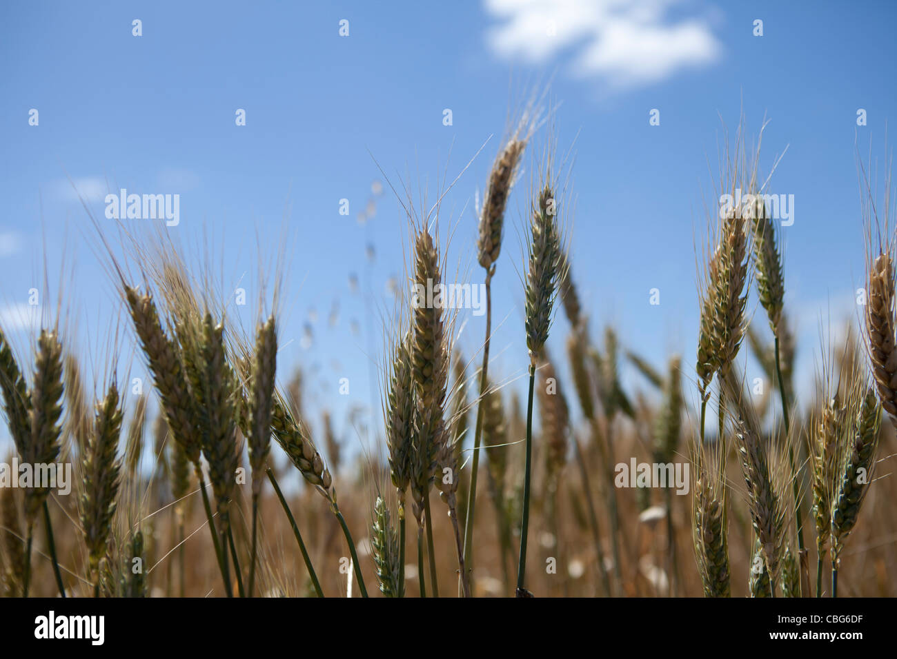 Australian wheat harvest hires stock photography and images Alamy
