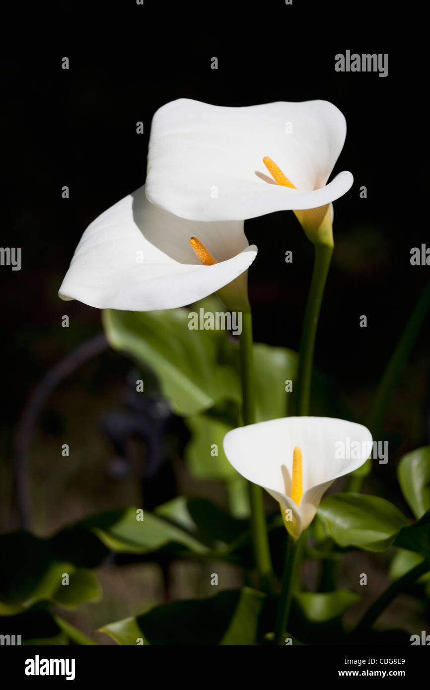 White Calla Lilies Stock Photo Alamy White Calla Lilies CBG8E9
